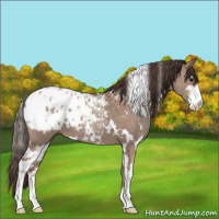Horse Color:White Spotted Classic Champagne Sabino Appaloosa