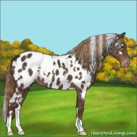 Horse Color:White Spotted Liver Chestnut Appaloosa 