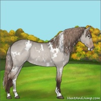 Horse Color:White Spotted Liver Red Dun Roan 