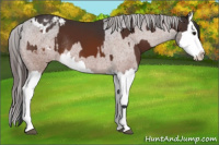 Horse Color:Brown Sabino Splash Appaloosa Rabicano  and Brown Sabino Splash Appaloosa Rabicano 