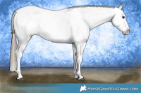 Horse Color:White Spotted Blue Roan Splash Frame Appaloosa 