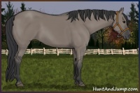 Horse Color:Grullo 
