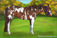 Horse Color:White Spotted Liver Chestnut 