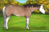 Horse Color:Bay Roan Splash