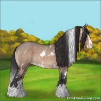 Horse Color:White Spotted Brown Roan Dun Splash 