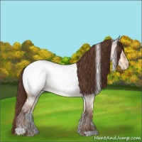 Horse Color:White Spotted Sable Champagne Roan Dun Appaloosa 