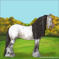 Horse Color:White Spotted Brown Ice Dun Appaloosa 
