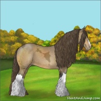 Horse Color:Buckskin Ice Appaloosa 