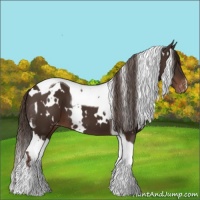Horse Color:White Spotted Liver Chestnut Tobiano Appaloosa 