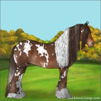Horse Color:White Spotted Liver Chestnut 