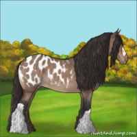 Horse Color:Bay Roan Dun Appaloosa 