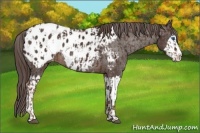Horse Color:Liver Chestnut Sabino Splash Appaloosa and Liver Chestnut Sabino Splash Appaloosa