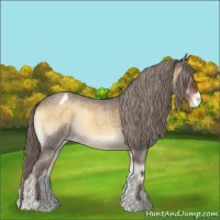 Horse Color:Chocolate Palomino Roan Onyx Appaloosa 