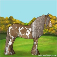 Horse Color:White Spotted Chocolate Palomino Varnish 