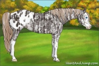 Horse Color:Liver Chestnut Sabino Splash Blanket and Liver Chestnut Sabino Splash Blanket