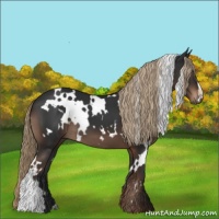 Horse Color:White Spotted Liver Chestnut 