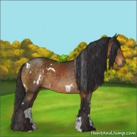 Horse Color:White Spotted Buckskin 