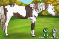 Horse Color:Liver Chestnut Sabino Splash Appaloosa  and Liver Chestnut Sabino Splash Frame Appaloosa 