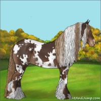 Horse Color:White Spotted Liver Chestnut Appaloosa 