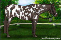 Horse Color:Liver Chestnut Near Leopard 