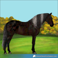 Horse Color:Void Midnight Brown Sabino Splash Appaloosa  and Void Midnight Silver Brown Sabino Splash Appaloosa 