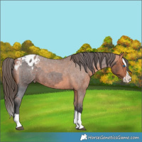 Horse Color:Bay Roan Sabino Splash Appaloosa and Bay Roan Sabino Splash Appaloosa