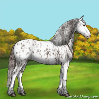 Horse Color:Liver Chestnut Sabino Splash Appaloosa  and Liver Chestnut Sabino Splash Appaloosa Rabicano 