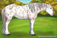 Horse Color:Bay Sabino Splash Appaloosa and Amber Champagne Sabino Splash Appaloosa