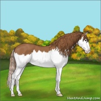 Horse Color:Chestnut Splash 