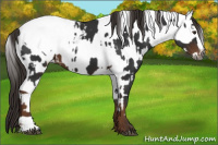 Horse Color:Gray Liver Chestnut Sabino Splash Appaloosa  and Gray Liver Chestnut Sabino Splash Appaloosa 
