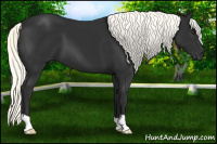 Horse Color:Liver Chestnut Mushroom 