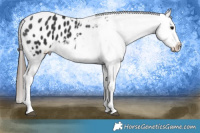 Horse Color:Black Tobiano Appaloosa 