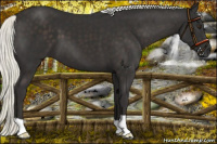 Horse Color:Liver Chestnut Mushroom 