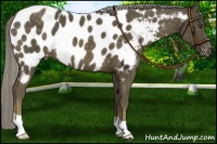Horse Color:Chocolate Palomino Mushroom Near Leopard 