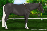 Horse Color:Liver Chestnut Mushroom 