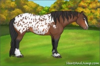 Horse Color:Bay Sabino Appaloosa