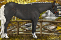 Horse Color:Liver Chestnut Mushroom