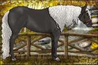 Horse Color:Liver Chestnut Mushroom 