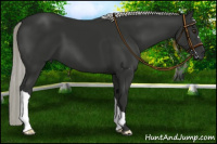 Horse Color:Liver Chestnut Mushroom 