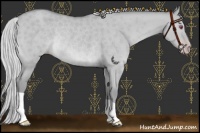 Horse Color:Silver Classic Champagne Chinchilla Dun Rabicano 