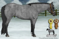Horse Color:Blue Roan 