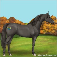 Horse Color:Smoky Blue Roan 