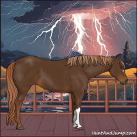 Horse Color:Gray Chestnut 