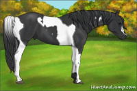 Horse Color:Black and Black Tobiano