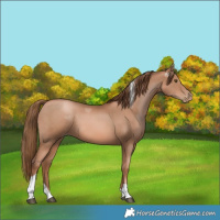 Horse Color:Liver Chestnut Pearl Tobiano 