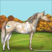Horse Color:White Spotted Red Dun 