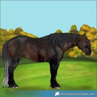 Horse Color:Void White Spotted Brown Roan Rabicano 