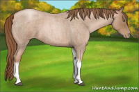 Horse Color:Liver Red Roan Pearl Tobiano Frame 