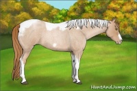 Horse Color:Red Roan Pearl Tobiano Frame 