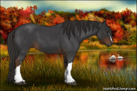 Horse Color:Gray Liver Red Roan